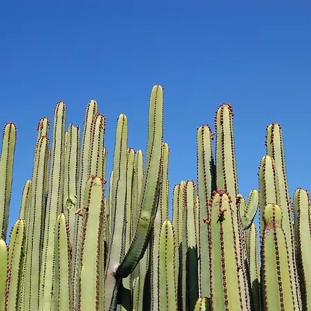 Yucas 16 By Villagrancanaria Maspalomas (Gran Canaria)